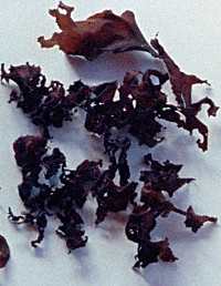 dulse