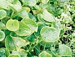 scurvy-grass